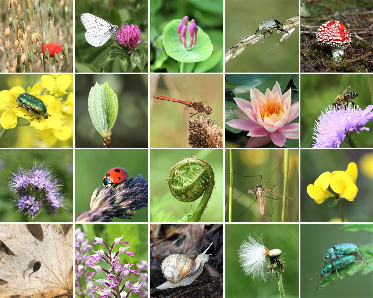 Biodiversitätsfonds ab sofort offen für Einreichungen BMK INFOTHEK