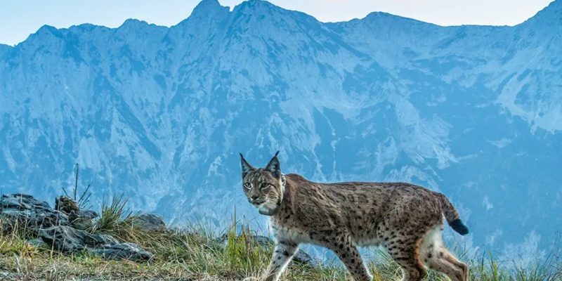 Luchs im Nationalpark Kalkalpen