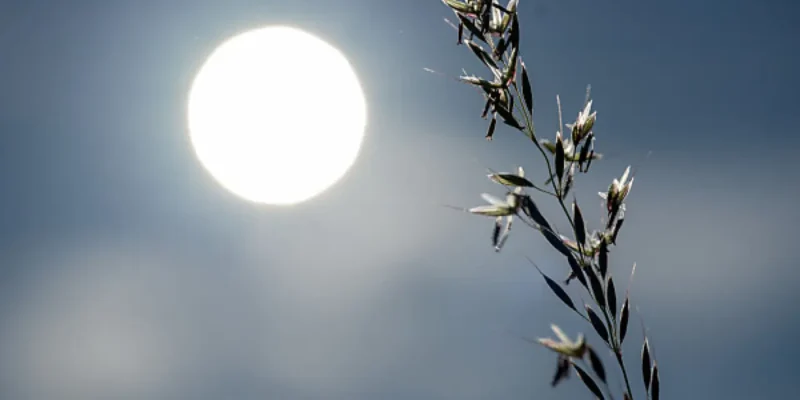 Kornähre vor sengender Sonne